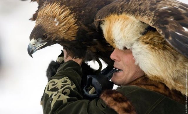hunting with eagles